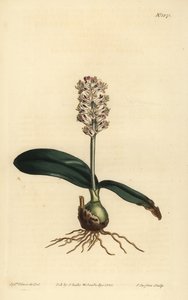 Lachenalia pallida (Parlak yapraklı Lachenalia, Lachenalia lucida) by Unbekannt