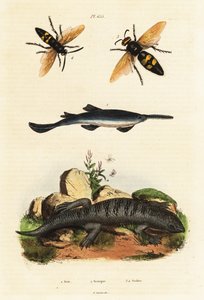Büyük dişli testere balığı, skink ve eşekarısı. by Unbekannter Künstler