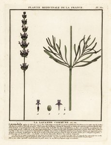 Lavanta, Lavandula angustifolia. by Unbekannter Künstler