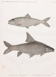 Clube du Nil ve Le Cyprin by Unbekannt