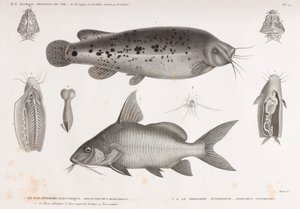 Elektrik Malapterure & Synodont Pimelode by Unbekannt