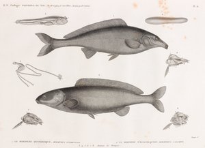Oxyrhynchus Mormyra ve Hasselquist Mormyra by Unbekannt