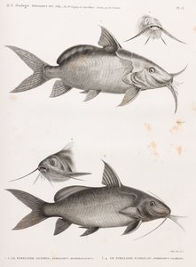 Le Pimedlode Guemel ve Le Pimelode Scheilan by Unbekannt