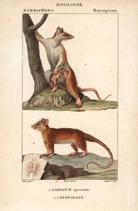 Le sarigue ou opossum et le cayopollin - Eau forte Jean Gabriel Pretre (1780-1845), Carnonkel tarafından doğa bilimleri sözlüğü için gravürlenmiştir: memeliler Frederic Cuvier, Pierre Jean Francois Turpin (1775-1840) tarafından düzenlenmiştir, F.G.Levrault by Unbekannter Künstler