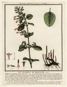 Daha az felaket, Clinopodium nepeta. by Unbekannter Künstler