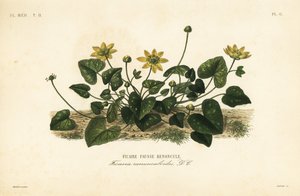 Daha az kırlangıçotu veya pilwort, Ficaire verna, Ficaria ranunculoides, Ficaire fauss renoncule by Unbekannt