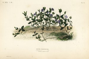 Küçük deniz salyangozu, Vinca minör, Petite pervenche by Unbekannt