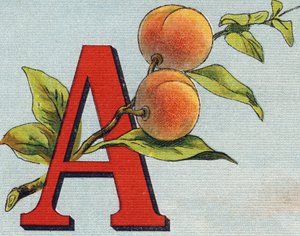 A harfi: kayısı. "Alphabet de ma petite fille" gravürü. Bernardin-Bechet ve Fils, kitapçı-yayıncılar, Paris, 1895 civarı. Tuval üzerine kırılmaz albüm. Bibliotheque des Bebes. 12 sayfa. Bir okuma yöntemi ve açıklayıcı bir abeced içeren albüm by Unbekannt