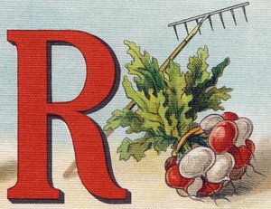 R harfi: tırmık, turp. "Alphabet de ma petite fille" gravürü. Bernardin-Bechet ve Fils, kitapçı-yayıncılar, Paris, 1895 civarı. Tuval üzerine kırılmaz albüm. Bibliotheque des babes. 12 sayfa. Bir okuma yöntemi ve açıklayıcı bir a içeren albüm by Unbekannt