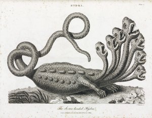 Hydra