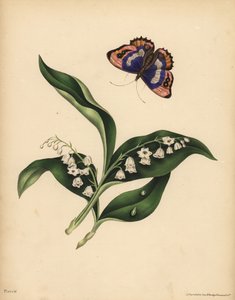 Vadideki Zambaklar, Convallaria majalis, Saflık ve mutluluğun dönüşü; Mor İmparator Kelebek, Apatura iris, Ruhun Ölümsüzlüğü by Unbekannt