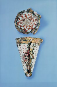 Kabuk şeklinde Louis XV altın enfiye kutuları, B.Sagaret, Paris (1715-74) by Unbekannt