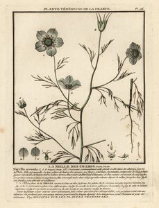 Sis içinde aşk. Nigella arvensis. by Unbekannter Künstler