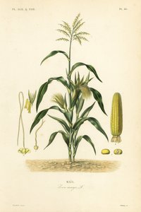 Mısır veya mısır, Zea mays, Mais by Unbekannt