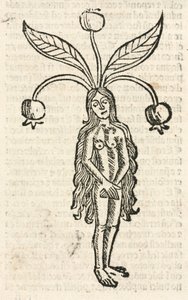 Mandrake (dişi formu) by Unbekannt