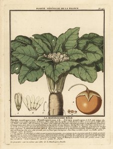 Mandrake, Mandragora by Unbekannter Künstler