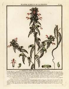 Bataklık lousewort, Pedicularis palustris. by Unbekannter Künstler