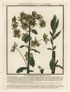 Bataklık sütleğen, Euphorbia palustris. by Unbekannter Künstler