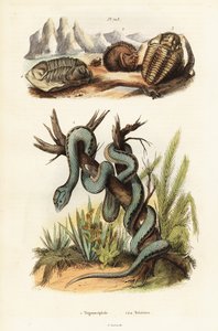 Martinik çukur engerek ve soyu tükenmiş trilobitler. by Unbekannter Künstler