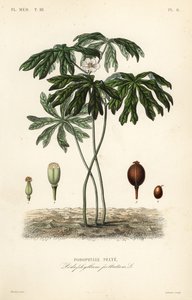 Mayapple veya Amerikan adamotu, Podophyllum peltatum, Podophylle pelte by Unbekannt
