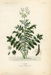 Meadowsweet veya bal likörü, Filipendula ulmaria, Spiraea ulmaria, Ulmaire by Unbekannt
