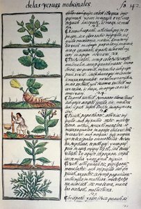 Şifalı bitkiler, Nahuati dilinde metin, Bernardino de Sahagun tarafından Florentine Codex olarak da bilinen Yeni İspanya Şeylerinin Genel Tarihi