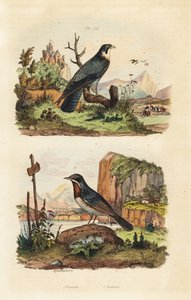Merlin, Falco columbarius ve Moltoni