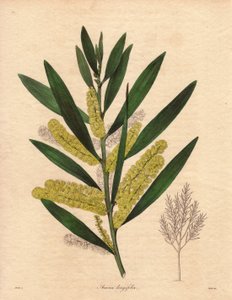 Mimoza tırtıl (Acacia longifolia), 3 ila 6 metre yüksekliğe kadar kalıcı yaprakları olan bir çalı, uzun, limon sarısı epis çiçek salkımına sahip, çok hoş kokulu. New Holland#39;a (Avustralya) özgü bitki, 1792#39;de Büyük Britanya#39;ya tanıtıldı. İllüstras by Unbekannter Künstler