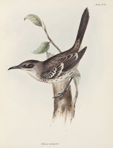 Alaycı Kuş, Galapagos Adaları, 1832-1836 dolayları by Unbekannter Künstler