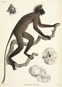 Maymun ve kafatası detayları, Sumatra, Endonezya by Unbekannt