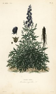 Keşiş başlığı, aconite veya kurtboğan, Aconitum napellus, Aconit göbek by Unbekannt