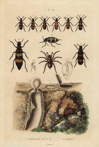 Mygalomorph trapdoor örümcek ve yuvası ve böcekleri, Mylabris türleri by Unbekannt
