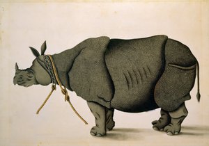 NHD-32 (47) Gergedan muhtemelen Francis Buchanan Koleksiyonundan, c.1800, sanatçı bilinmiyor by Unbekannter Künstler