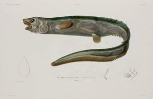 Natacanthus nasus, İzlanda, 19. yüzyılın başları by Unbekannter Künstler