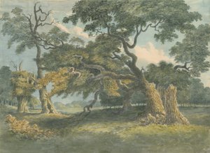 Needwood - Meşe Ağacı: suluboya resim, nd [?19th Century] by Unbekannt