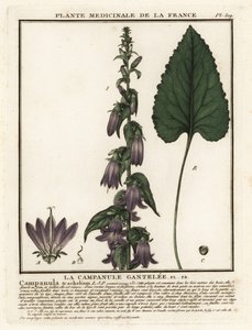 Isırgan yapraklı çan çiçeği, Campanula trachelium. by Unbekannter Künstler