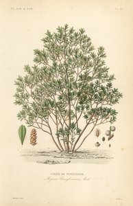 Kuzey bayberry, Myrica pensylvanica, pensylivanie kirazı by Unbekannt