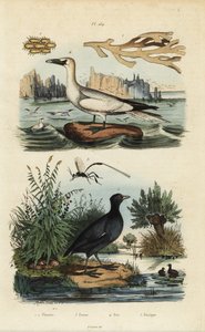 Kuzey sümsük kuşu, Morus bassanus 4, kırmızı önlü su otu, Fulica rufifrons 5, Flustra foliacea deniz yosunu 1,2 ve Gasteruption yaban arısı 3 by Unbekannt