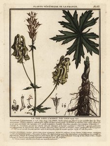 Kuzey kurdu, Aconitum lycoctonum by Unbekannter Künstler
