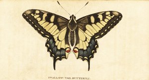 Eski Dünya kırlangıçkuyruğu, Papilio machaon., 1800 (gravür) by Unbekannter Künstler