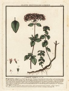Kekik veya yabani mercanköşk, Origanum vulgare. by Unbekannter Künstler