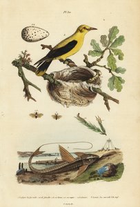 Oriole karatavuk, Gymnomystax mexicanus, yuva ve yumurta 3, çikolata loricarid zırhlı yayın balığı, Loricaria cataphracta 2 ve çam testere sineği, Neodiprion sertifer 1 by Unbekannt