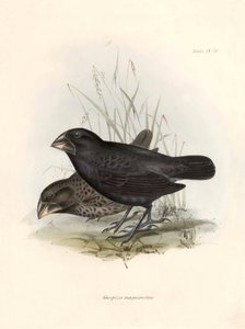  by Unbekannter Künstler