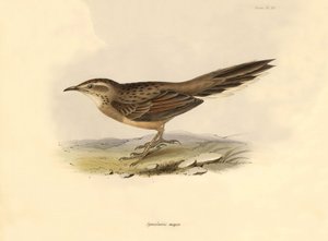 Ornitoloji: "Synallaxis major" Charles Darwin tarafından Beagle gemisindeki keşif gezisi sırasında tanımlanmıştır. "The zoology of the voyage of H.M.S. Beagle "dan bir levha. Uçuş. III, John Gould tarafından tanımlanan kuşlar, Charles Darwin tarafından alı by Unbekannter Künstler