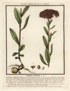 Orpine, l