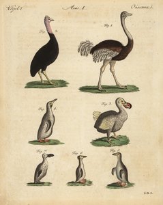 Devekuşu, Struthio camelus, cassowary, Struthio casuarius, soyu tükenmiş dodo, Raphus cucullatus ve penguen türleri by Unbekannt
