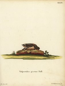Boyalı yünlü yarasa, Kerivoula picta. Vespertilio pictus Linn. Johann Christian Daniel Schreber