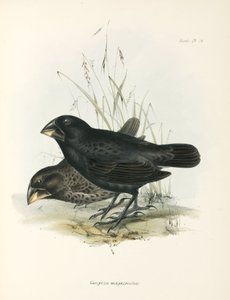 Büyük Yer İspinozları Çifti, Galapagos Adaları, c 1832-1836 by Unbekannt