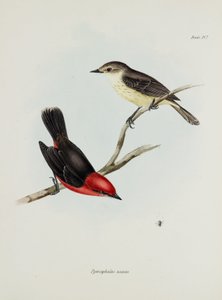 Bir çift kuş, c 1832-1836 by Unbekannter Künstler