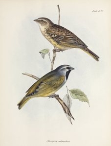 Serçe veya ispinoz çifti, c 1832-1836 by Unbekannt